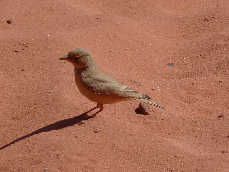 Ammomanes deserti