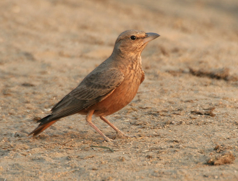 Ammomanes phoenicura