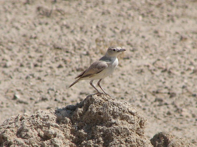 Ammomanopsis grayi