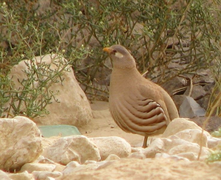 Ammoperdix heyi