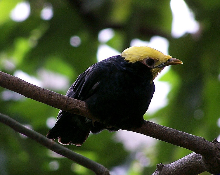 Ampeliceps coronatus