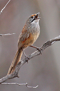 Amytornis striatus