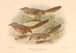 Amytornis textilis