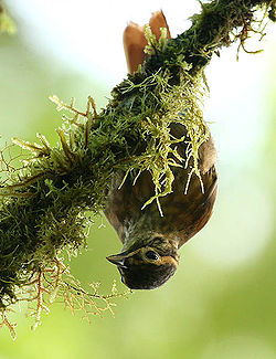 Anabacerthia variegaticeps