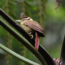Anabazenops fuscus