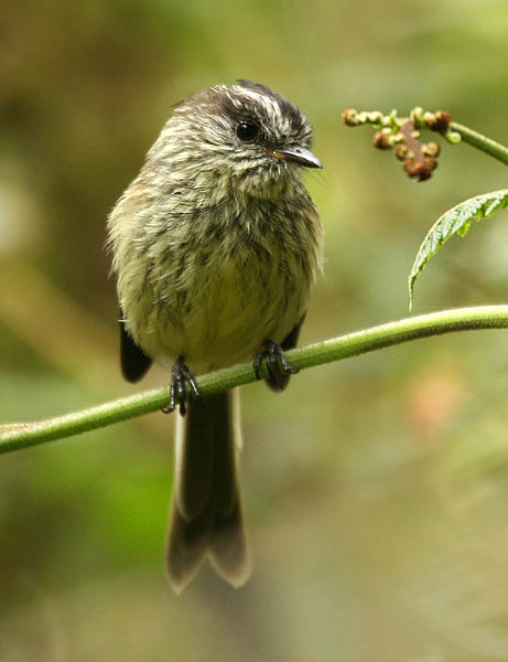 Anairetes agilis