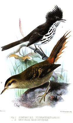 Anairetes fernandezianus