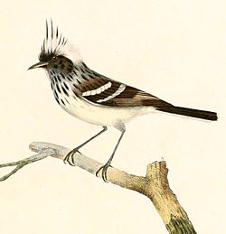 Anairetes reguloides