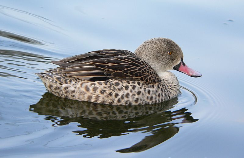 Anas capensis