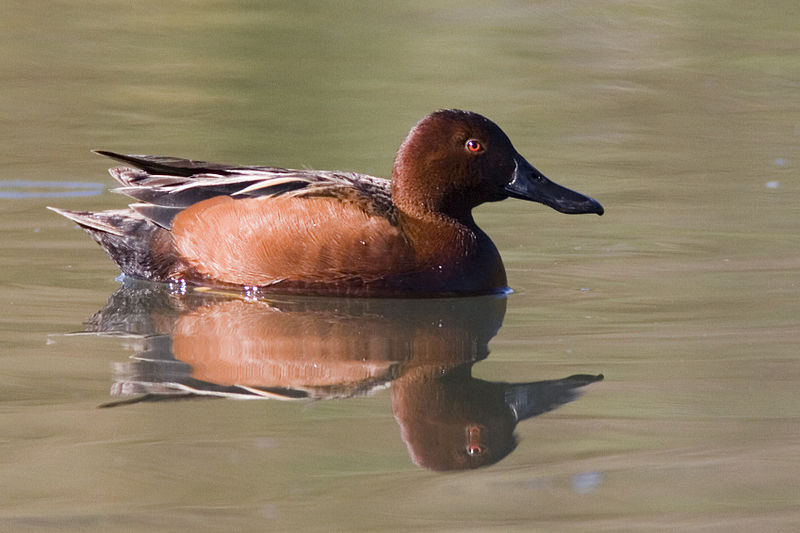 Anas cyanoptera
