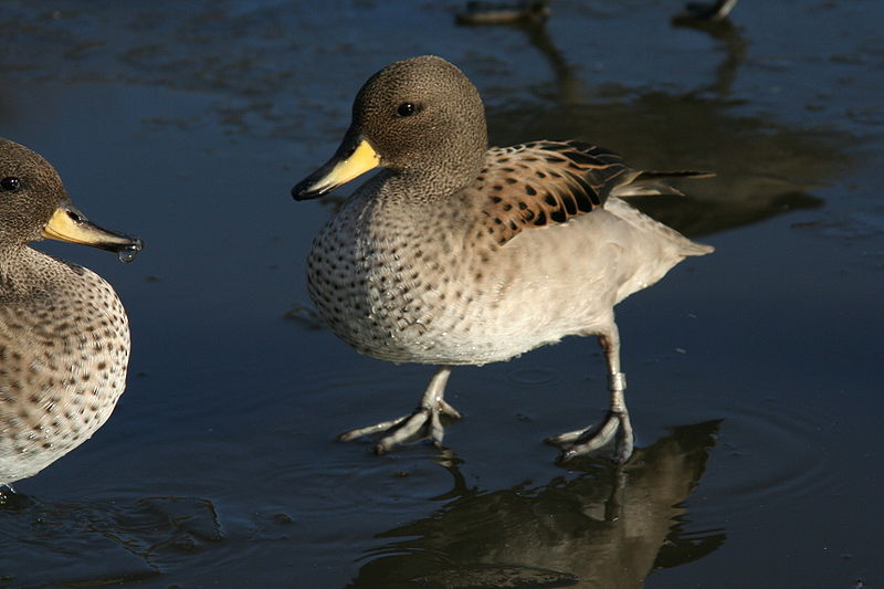 Anas flavirostris