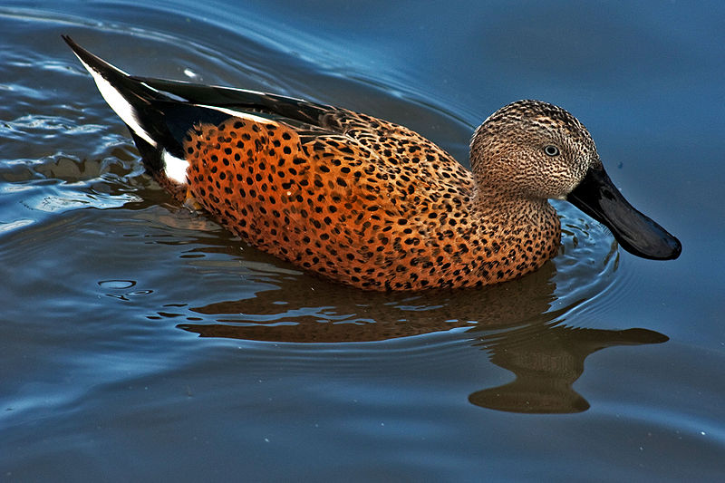 Anas platalea