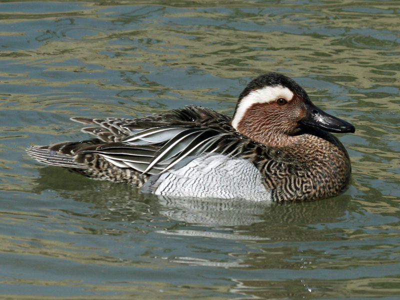 Anas querquedula