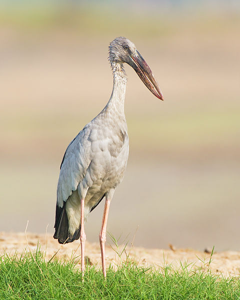 Anastomus oscitans