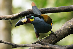 Andigena laminirostris