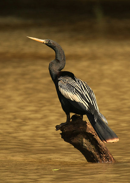 Anhinga anhinga