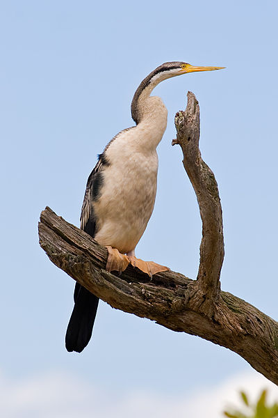Anhinga novaehollandiae
