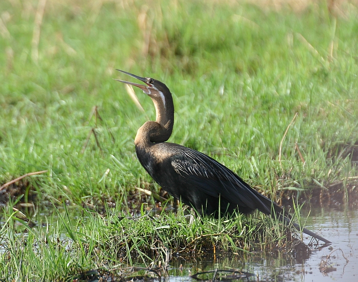Anhinga rufa