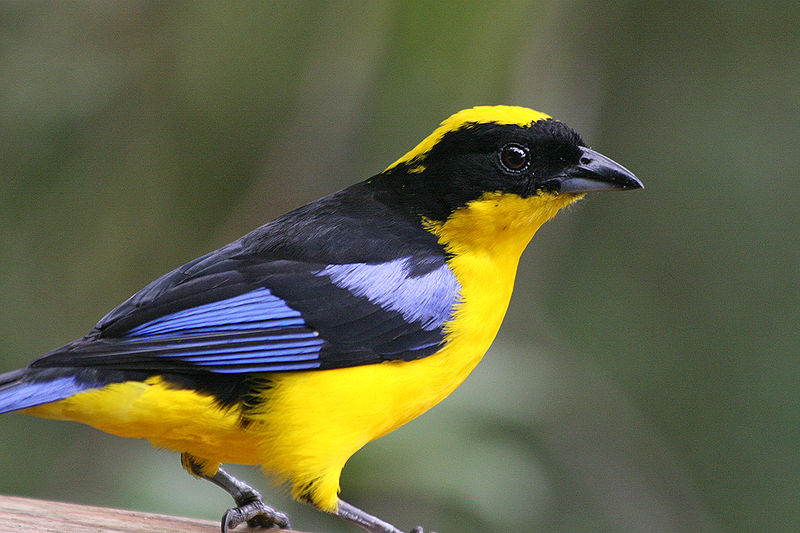 Anisognathus somptuosus