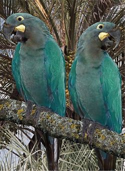 Anodorhynchus glaucus