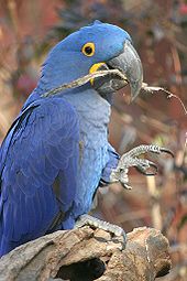 Anodorhynchus hyacinthinus