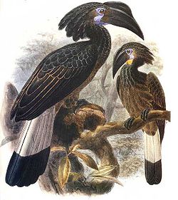 Anorrhinus galeritus
