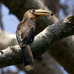 Anorrhinus tickelli