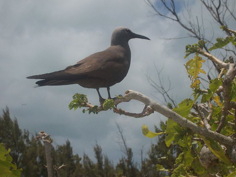 Anous tenuirostris