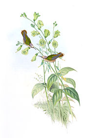 Anthocephala floriceps
