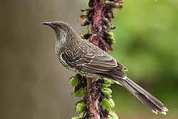 Anthochaera chrysoptera
