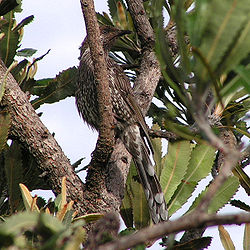 Anthochaera lunulata