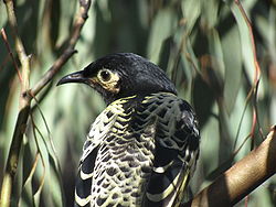 Anthochaera phrygia