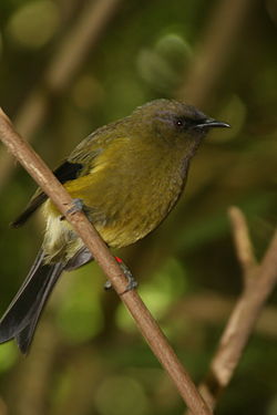 Anthornis melanura