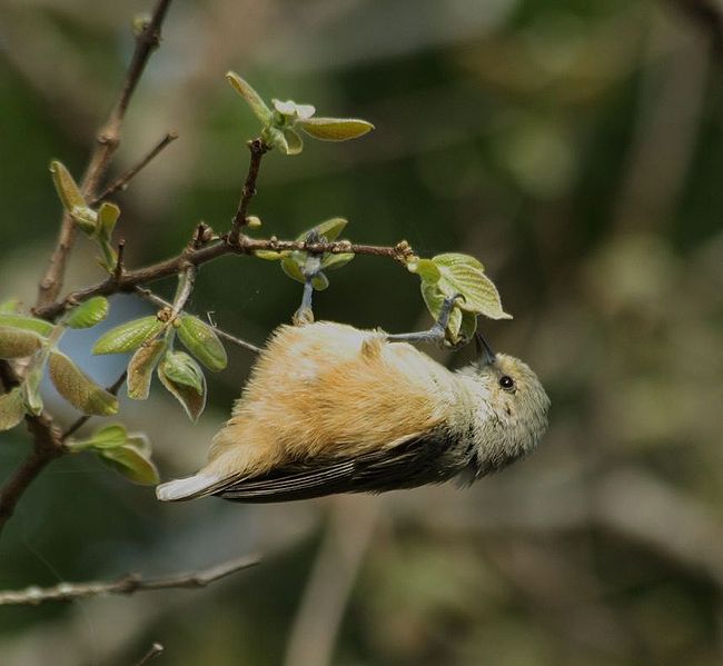 Anthoscopus caroli