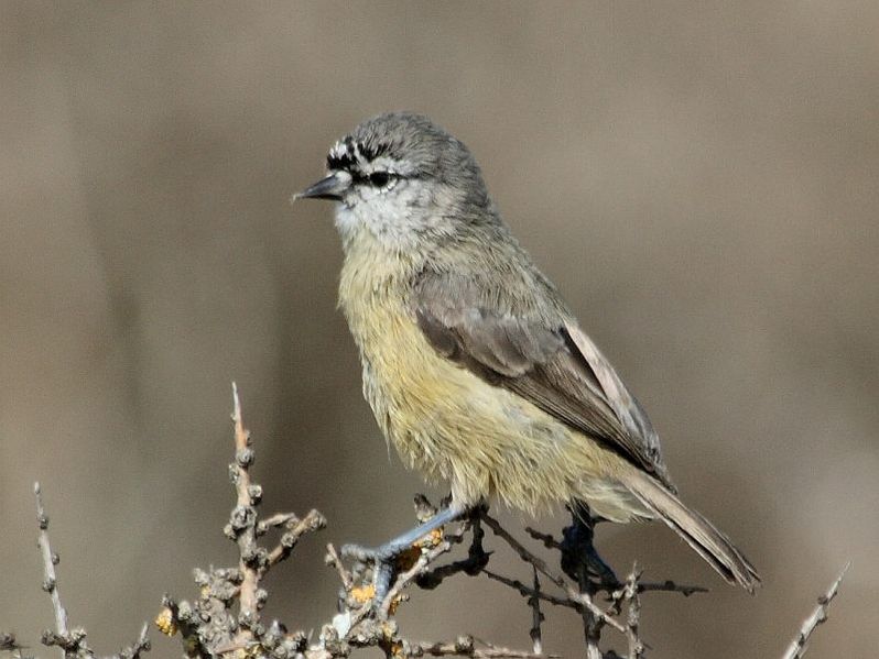 Anthoscopus minutus