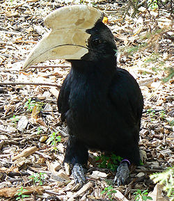 Anthracoceros malayanus