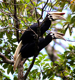Anthracoceros marchei