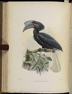 Anthracoceros montani