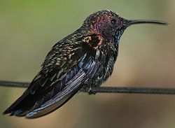 Anthracothorax mango