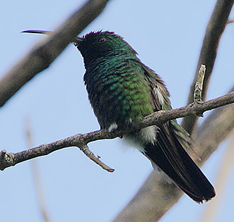 Anthracothorax viridigula