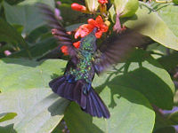 Anthracothorax viridis