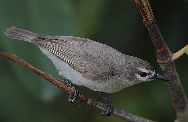 Anthreptes gabonicus