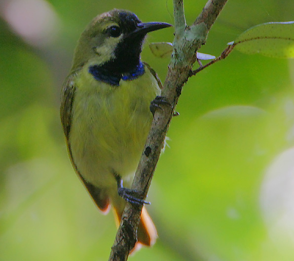 Anthreptes reichenowi