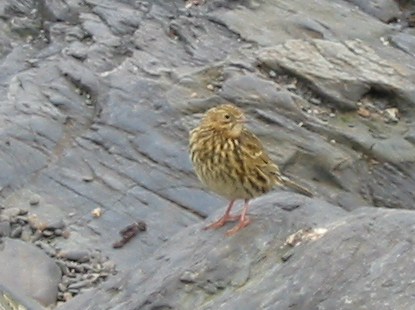 Anthus antarcticus