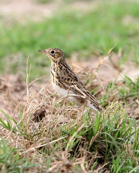 Anthus furcatus