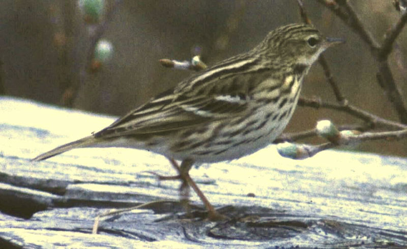 Anthus gustavi