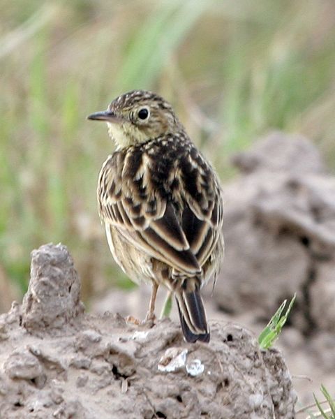 Anthus lutescens