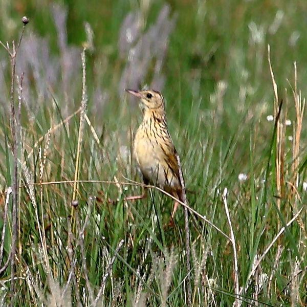 Anthus nattereri