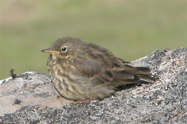 Anthus petrosus
