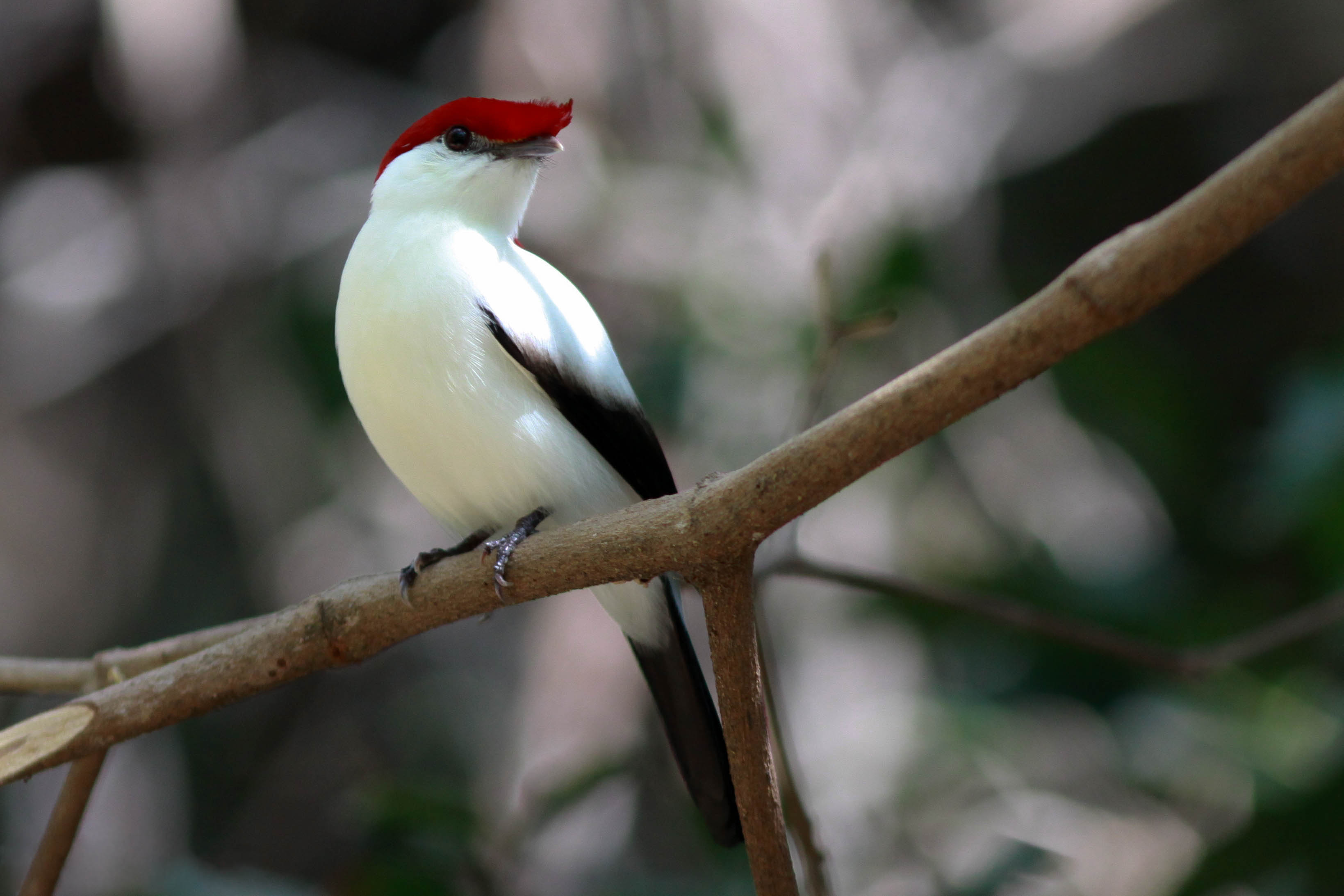 Antilophia bokermanni